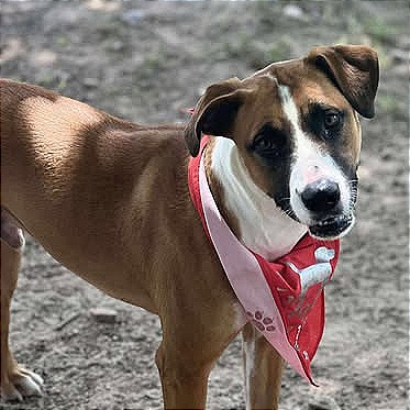 Photo of Tucker (Carlton)
