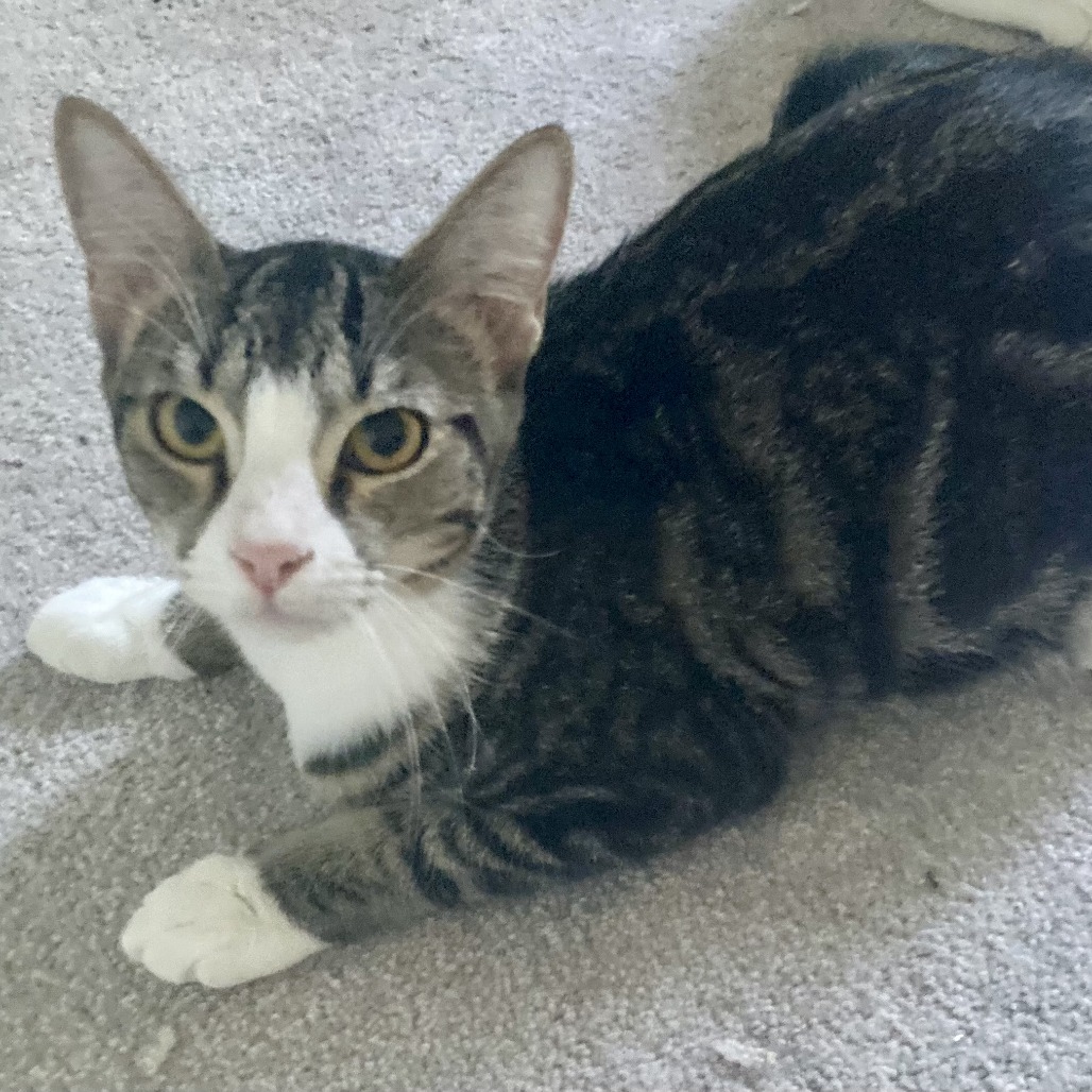 Josie, photo 3