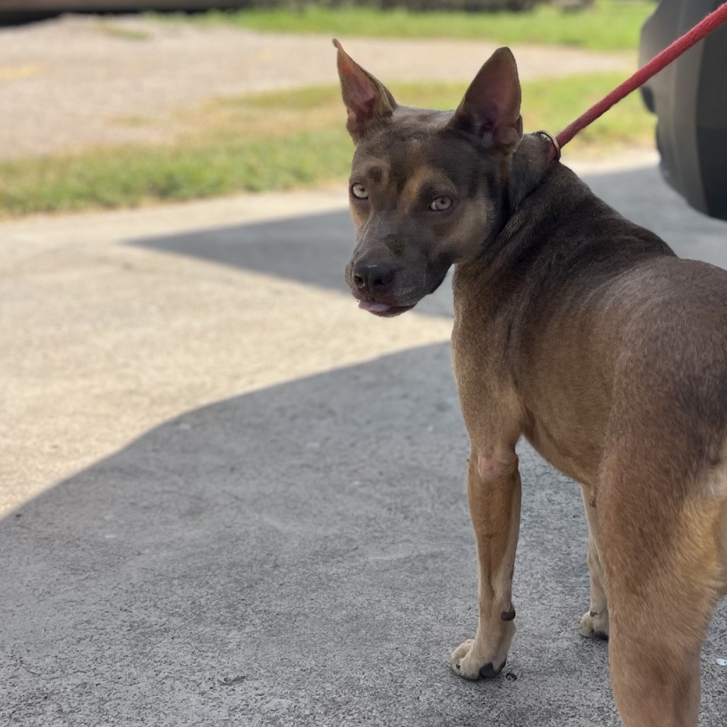 AQUAFINA - Terrier, Pit Bull / Mixed Breed (Medium) available for adoption