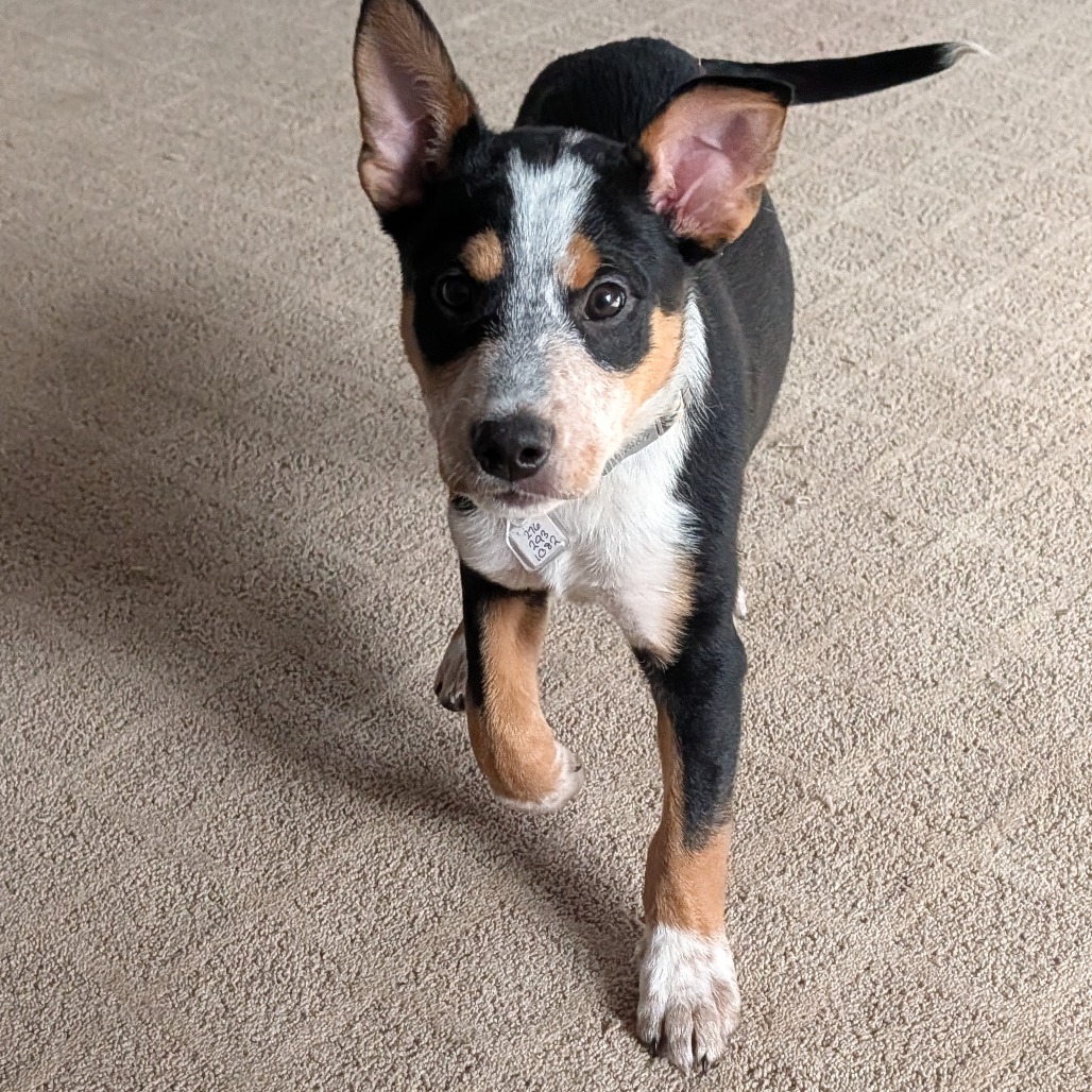 Snoopy — thumbnail 2