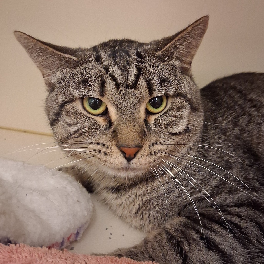 CRAB - Domestic Shorthair available for adoption