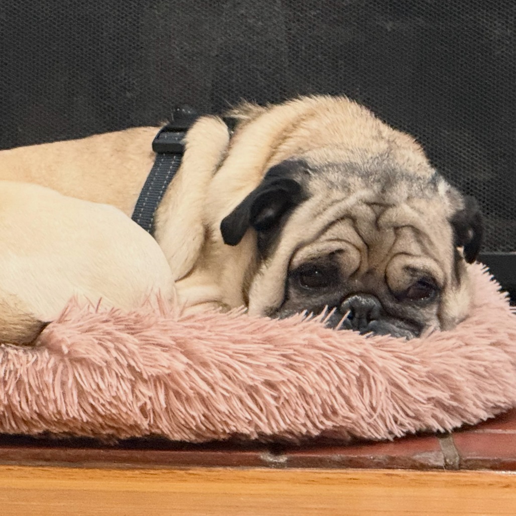 Spud, photo 10