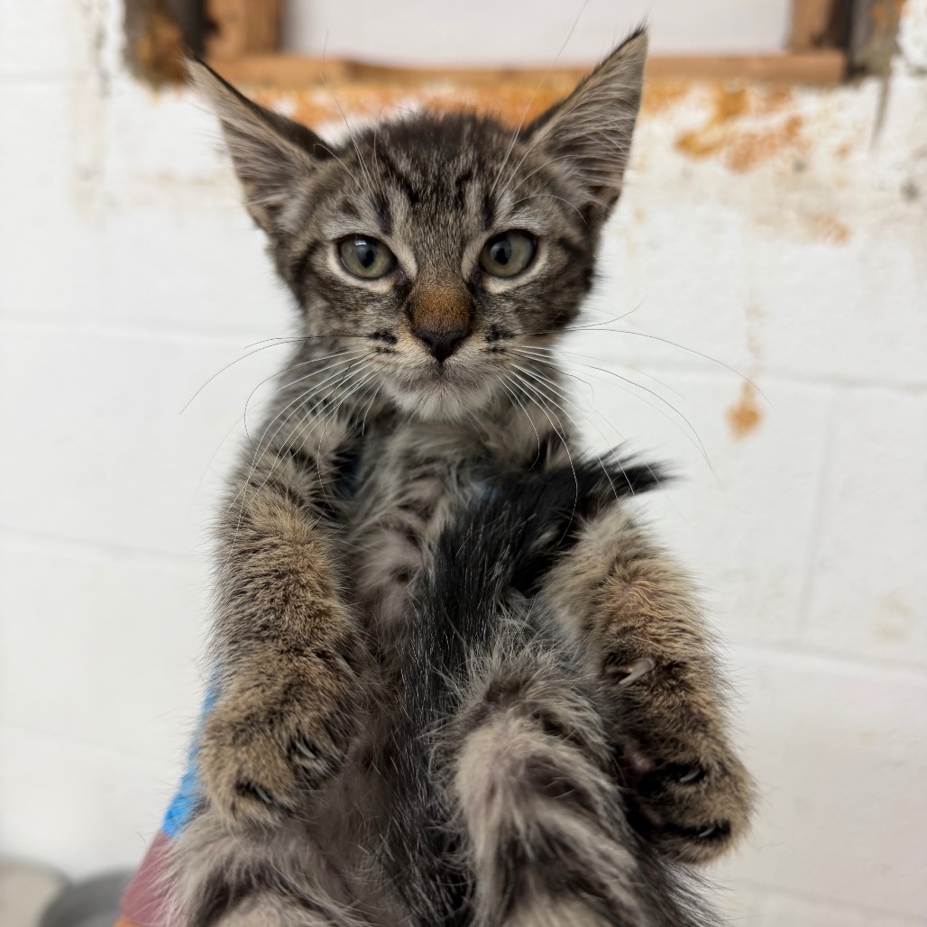 HANSEL - Domestic Shorthair available for adoption