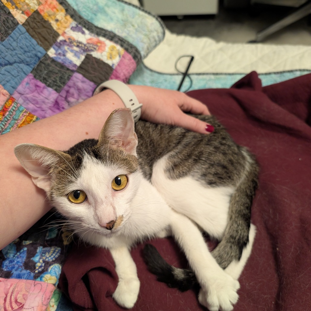 BEANIE - Domestic Shorthair available for adoption