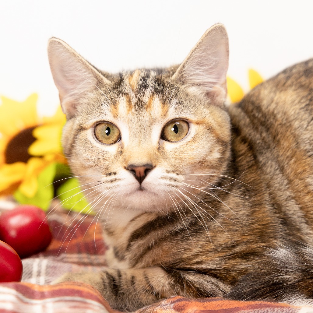 Opal — thumbnail 3