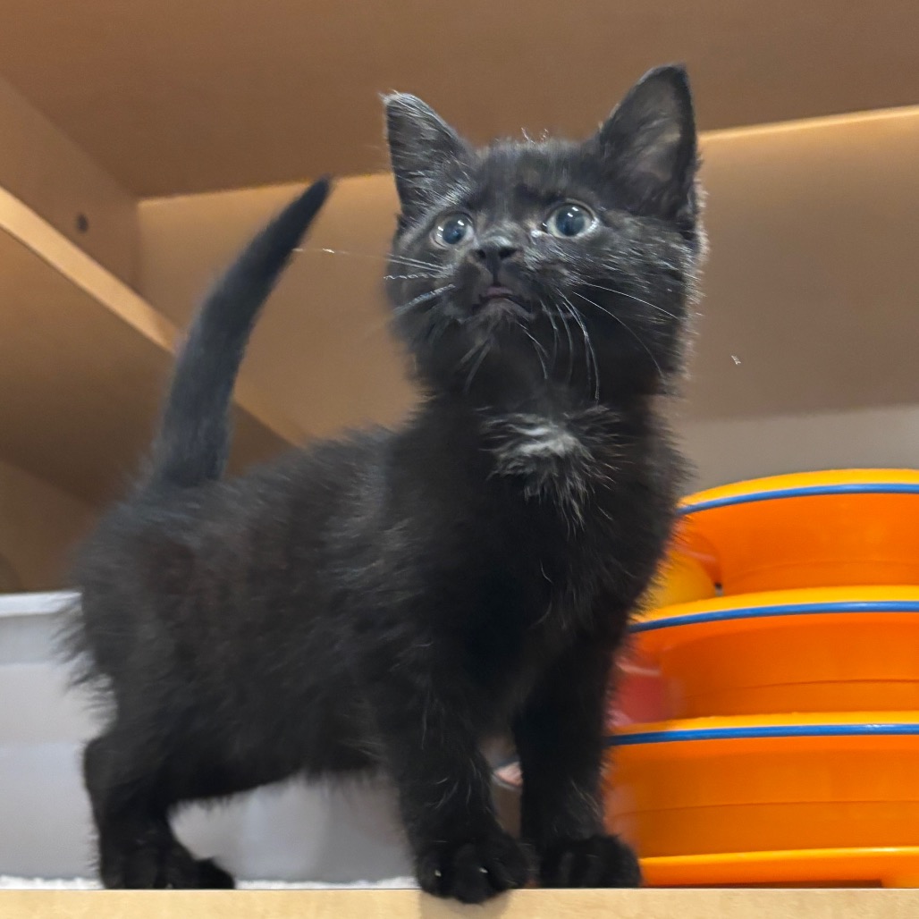 CHINCHILLA - Domestic Shorthair available for adoption