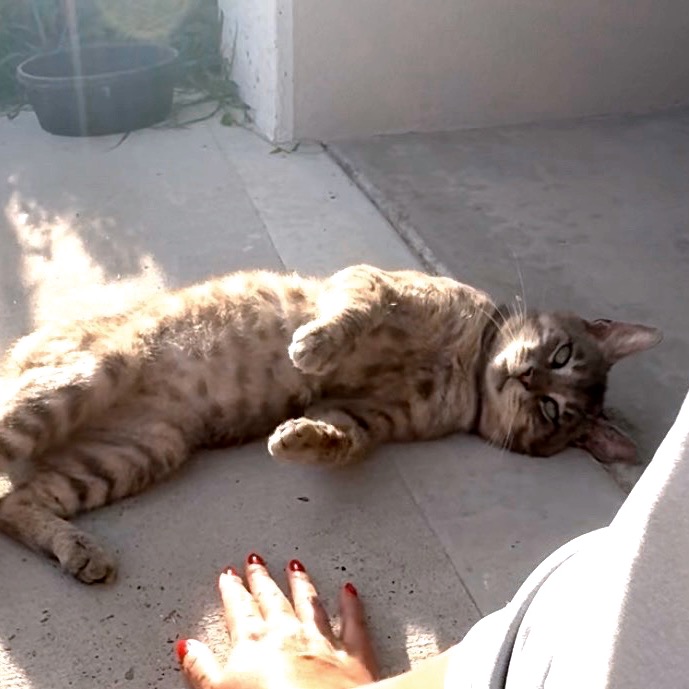 Leo , available for adoption at PVAS