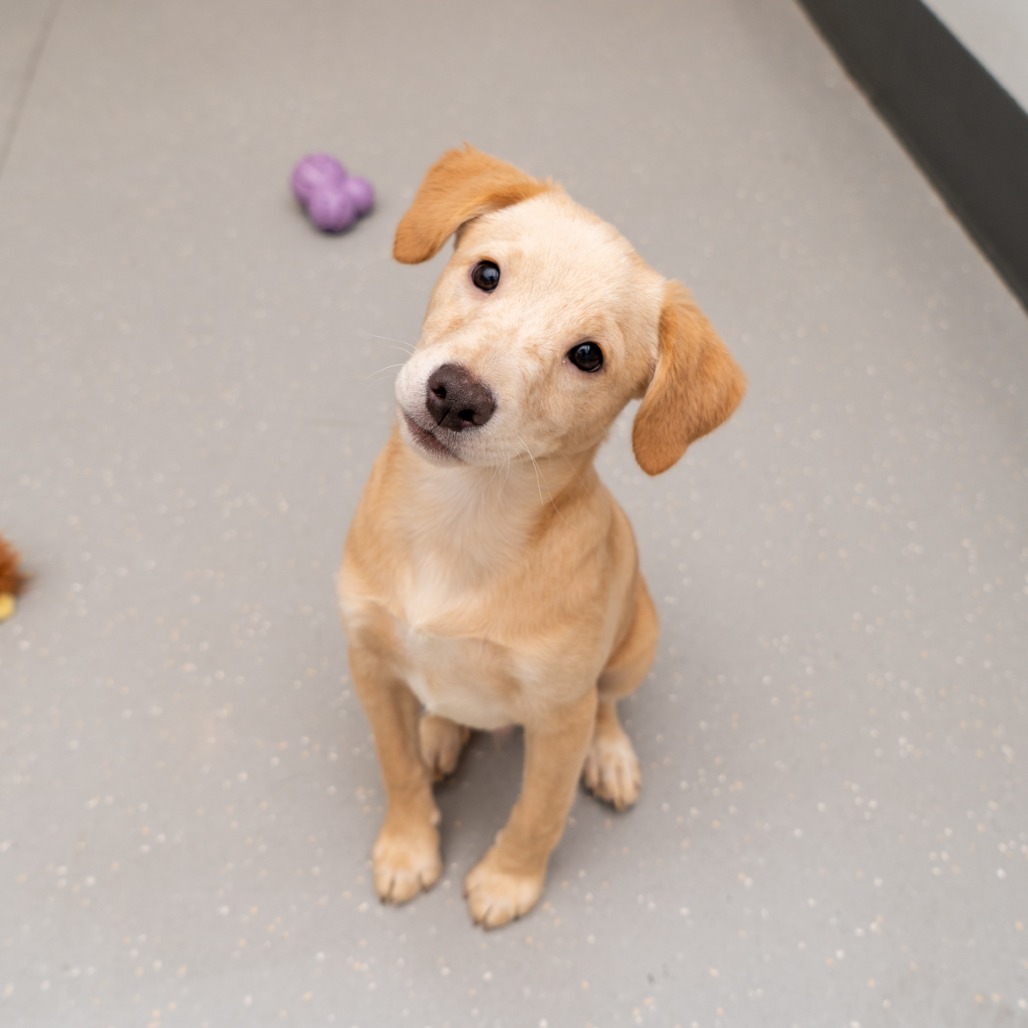 Labrador Retriever
