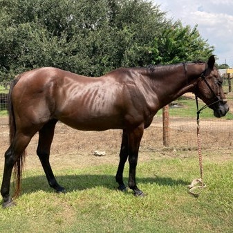 LARRY - Quarter Horse available for adoption
