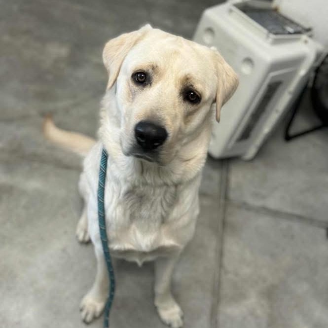 Dawg, adoptable at Endless Pawsibilities