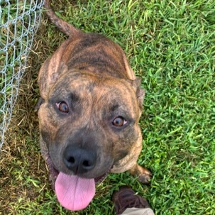 RASPBERRY - Terrier / American Pit Bull available for adoption