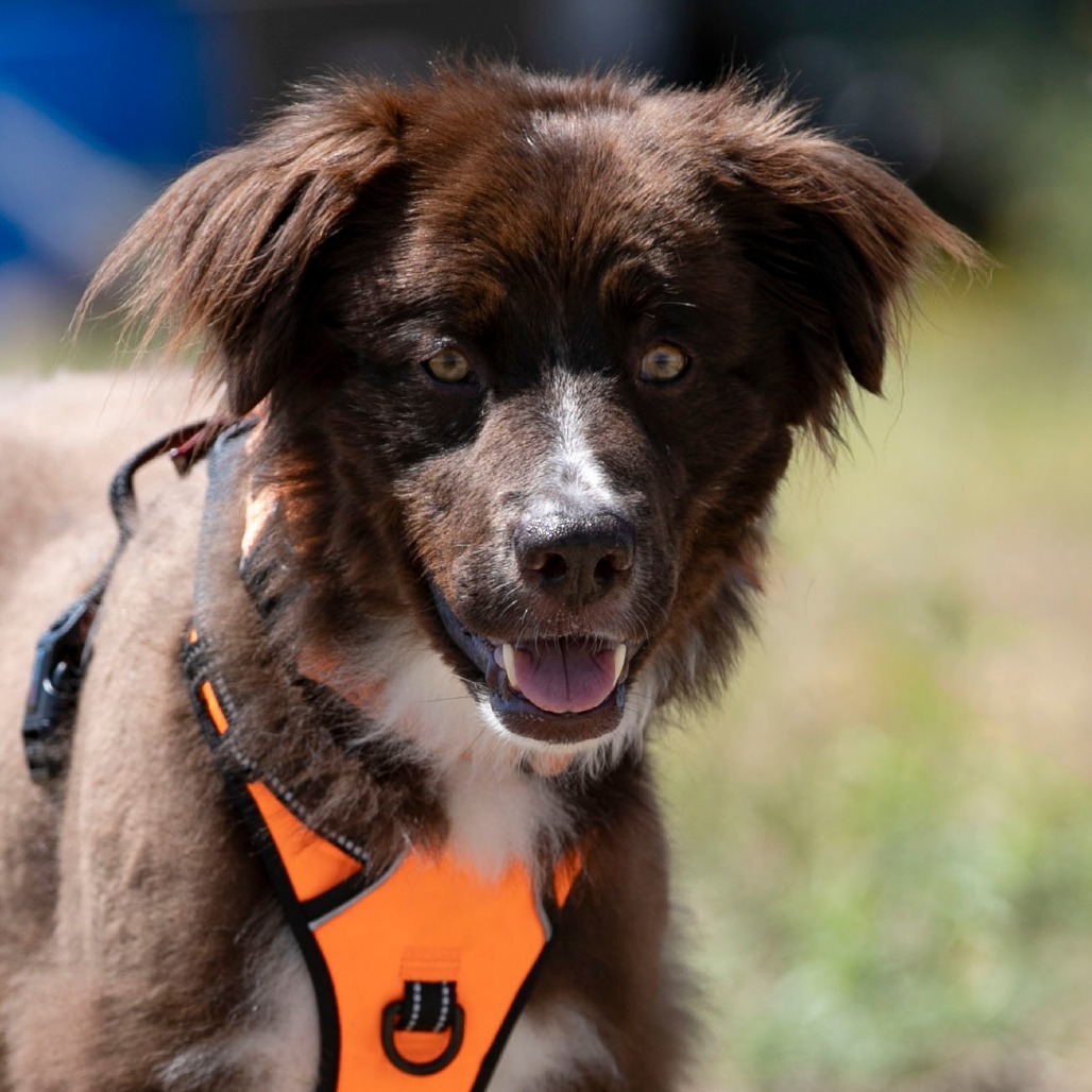 VEGA (AP26-127) - Retriever, Labrador / Mix available for adoption