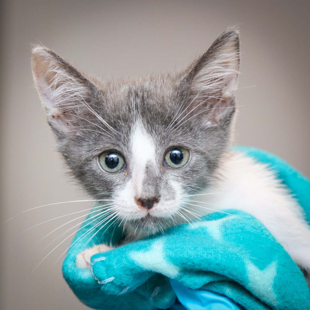 JUGHEAD - Domestic Shorthair / Mix for adoption in Hattiesburg