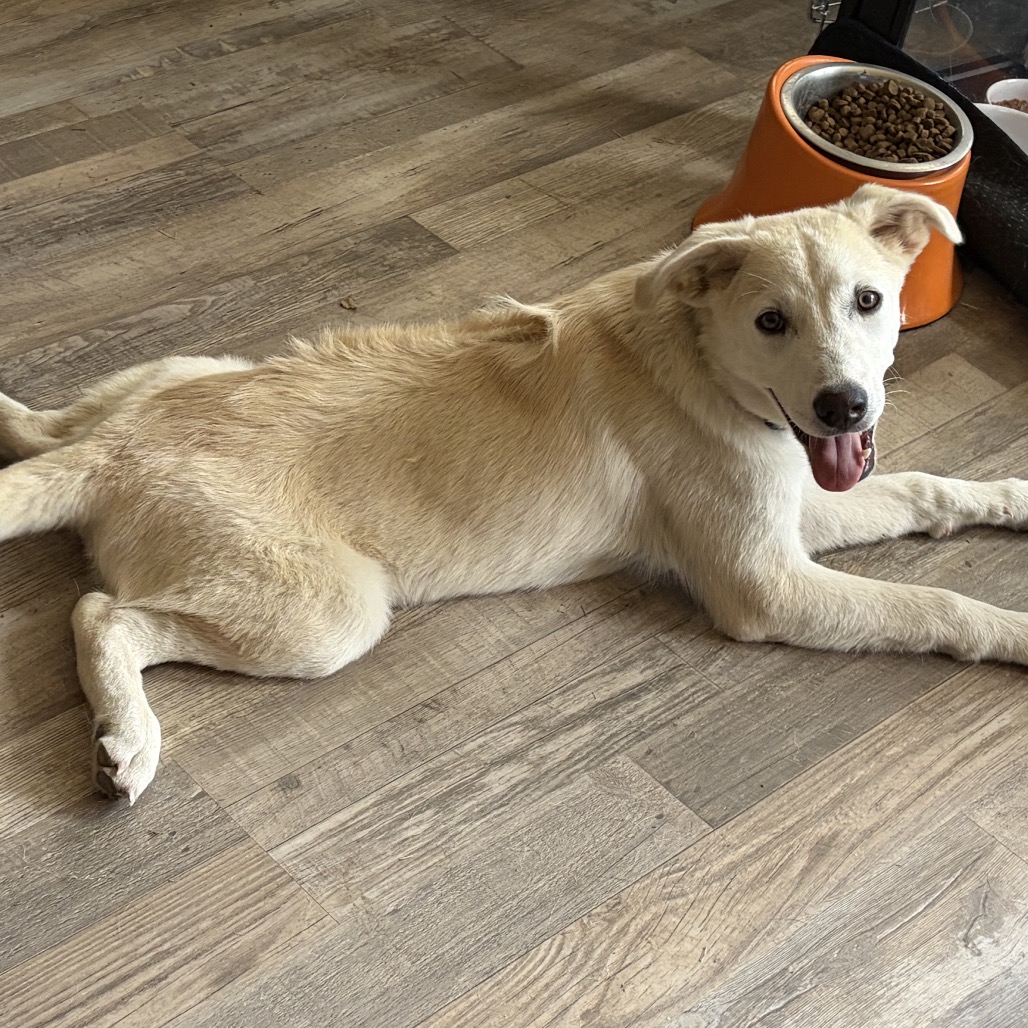 NICO - Pyrenees, Great / Shepherd for adoption in San Antonio