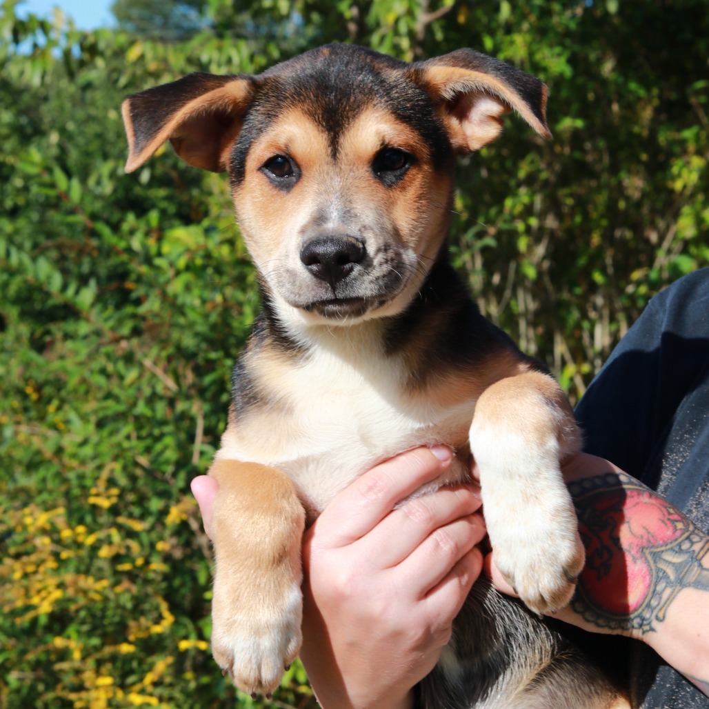 NY Billy (Foster in Brewster)