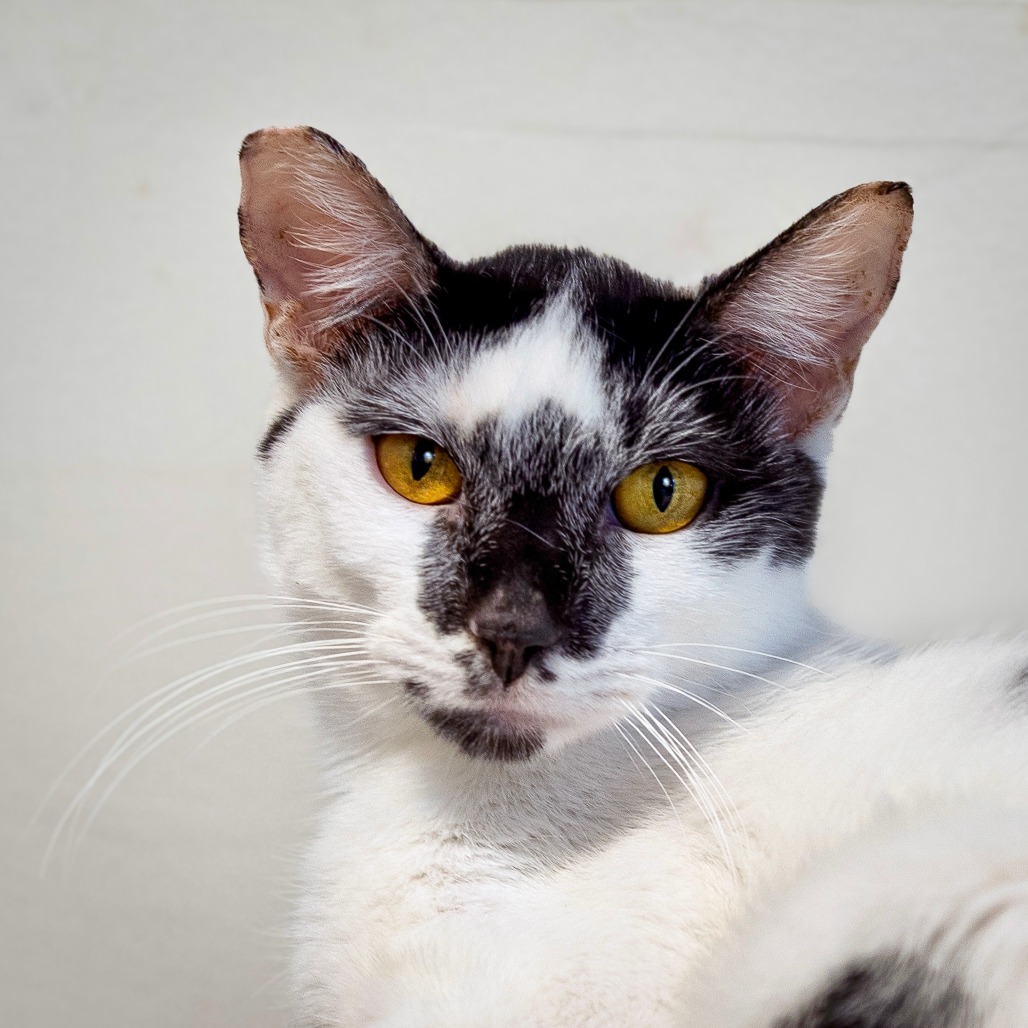 MANCHITAS - Domestic Shorthair available for adoption