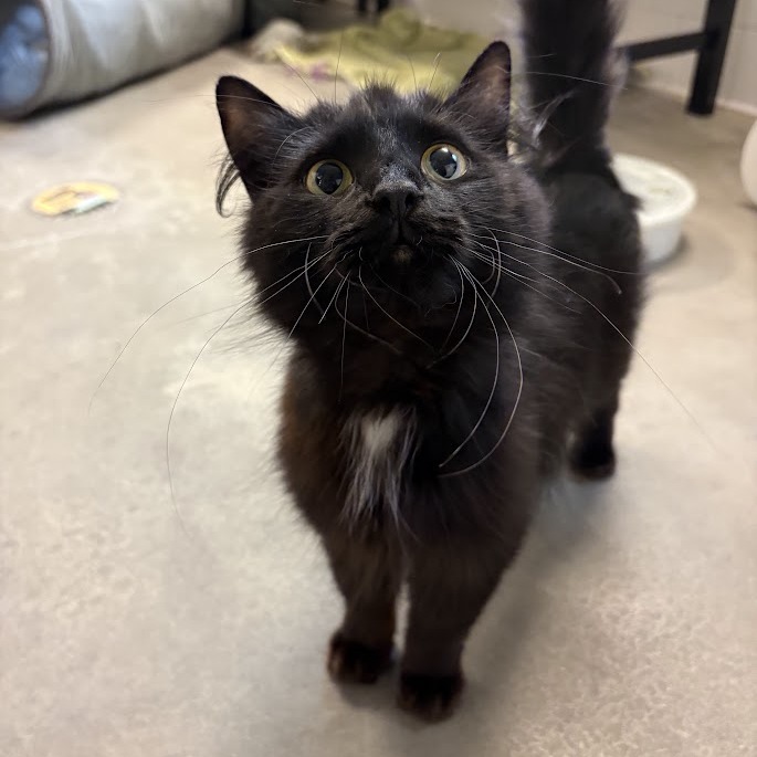 Photo of Looney Tuna