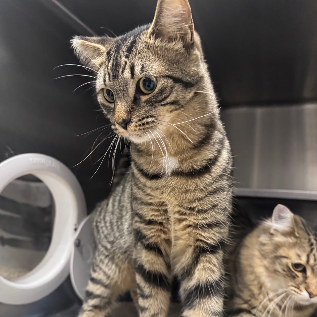 CHIP - Domestic Shorthair available for adoption