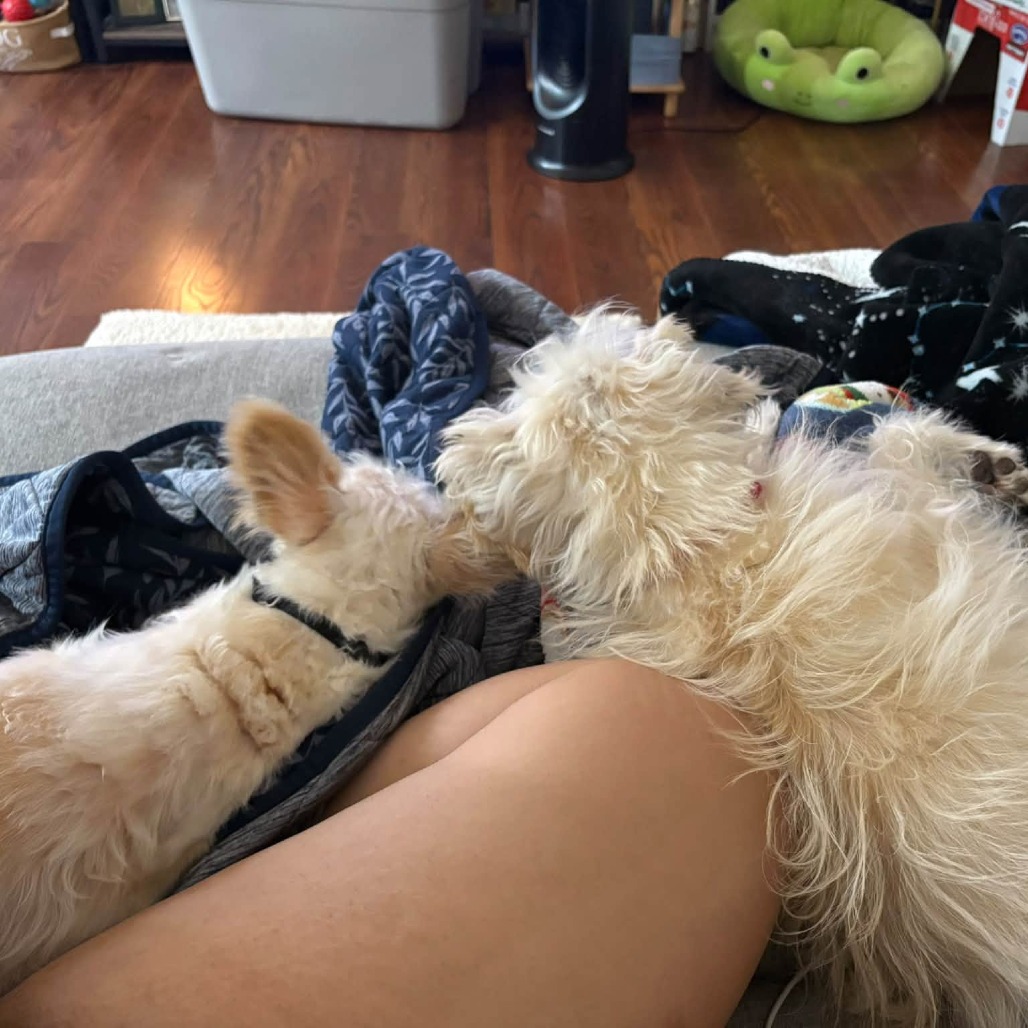 Spot, photo 13