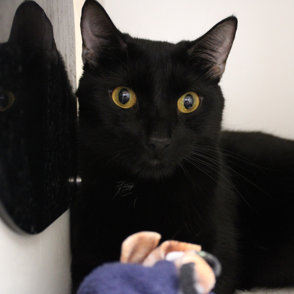 Lennox — thumbnail 3