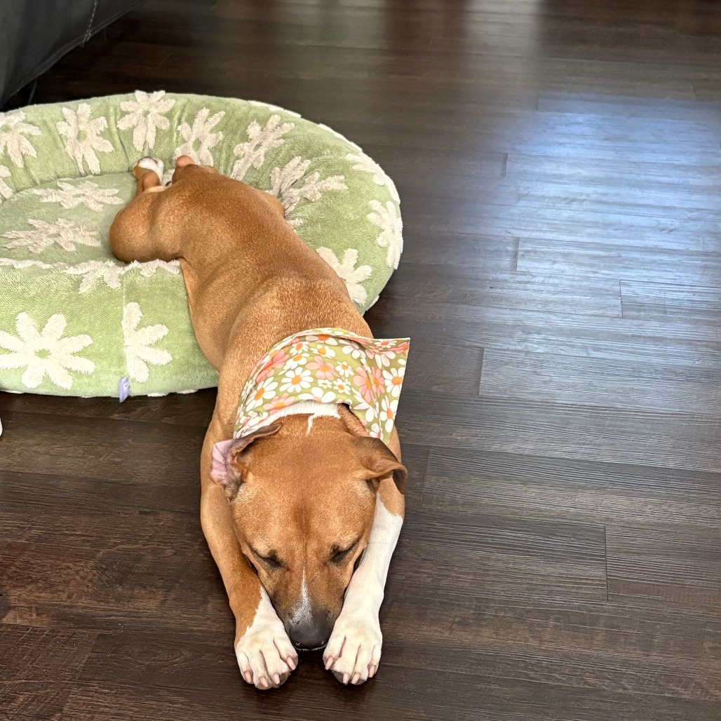 Cersei, photo 6