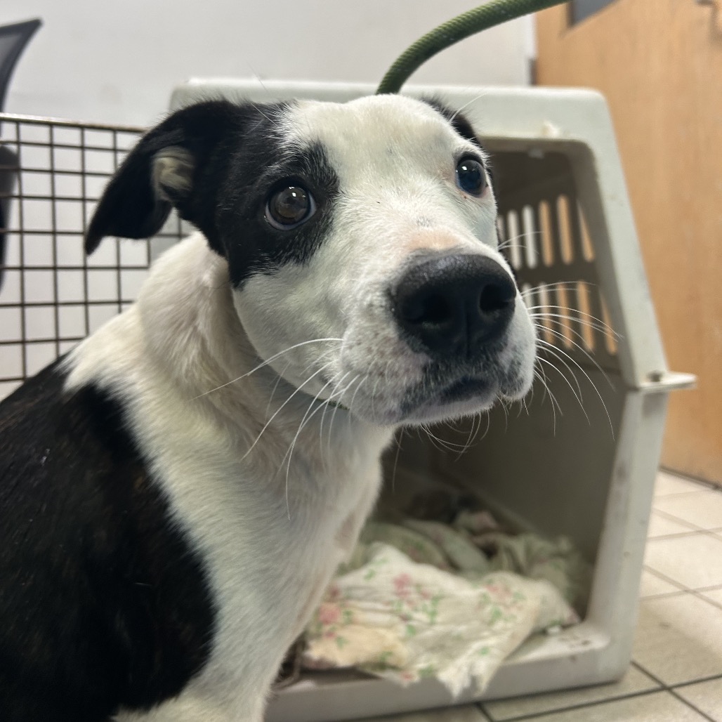 Kitty — thumbnail 2