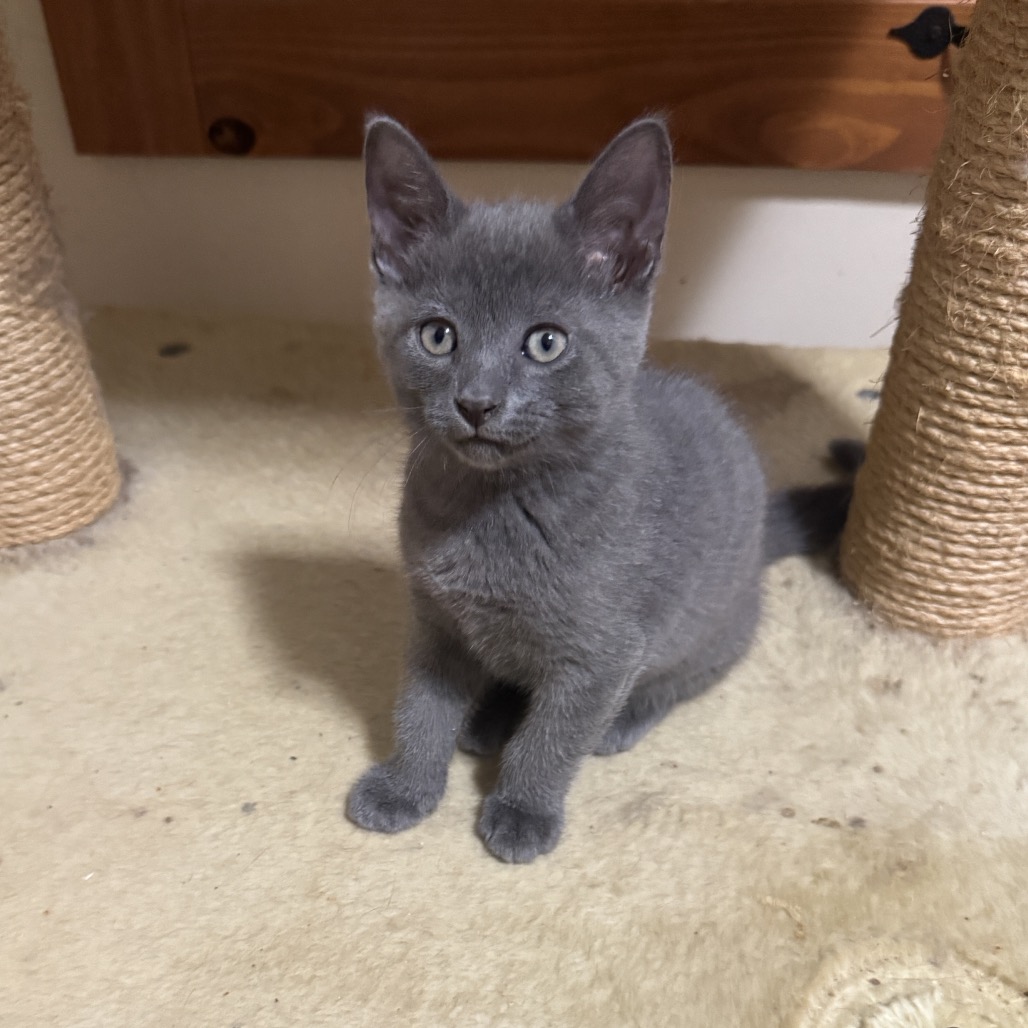 Gracie