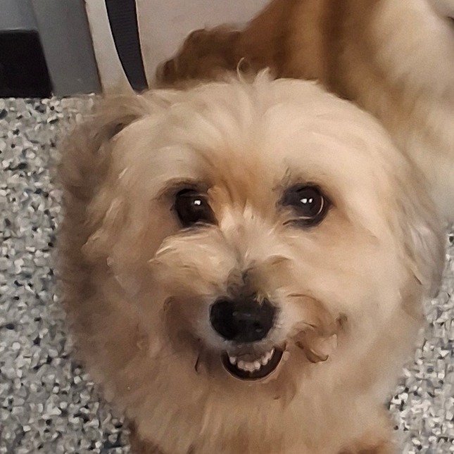 Bella