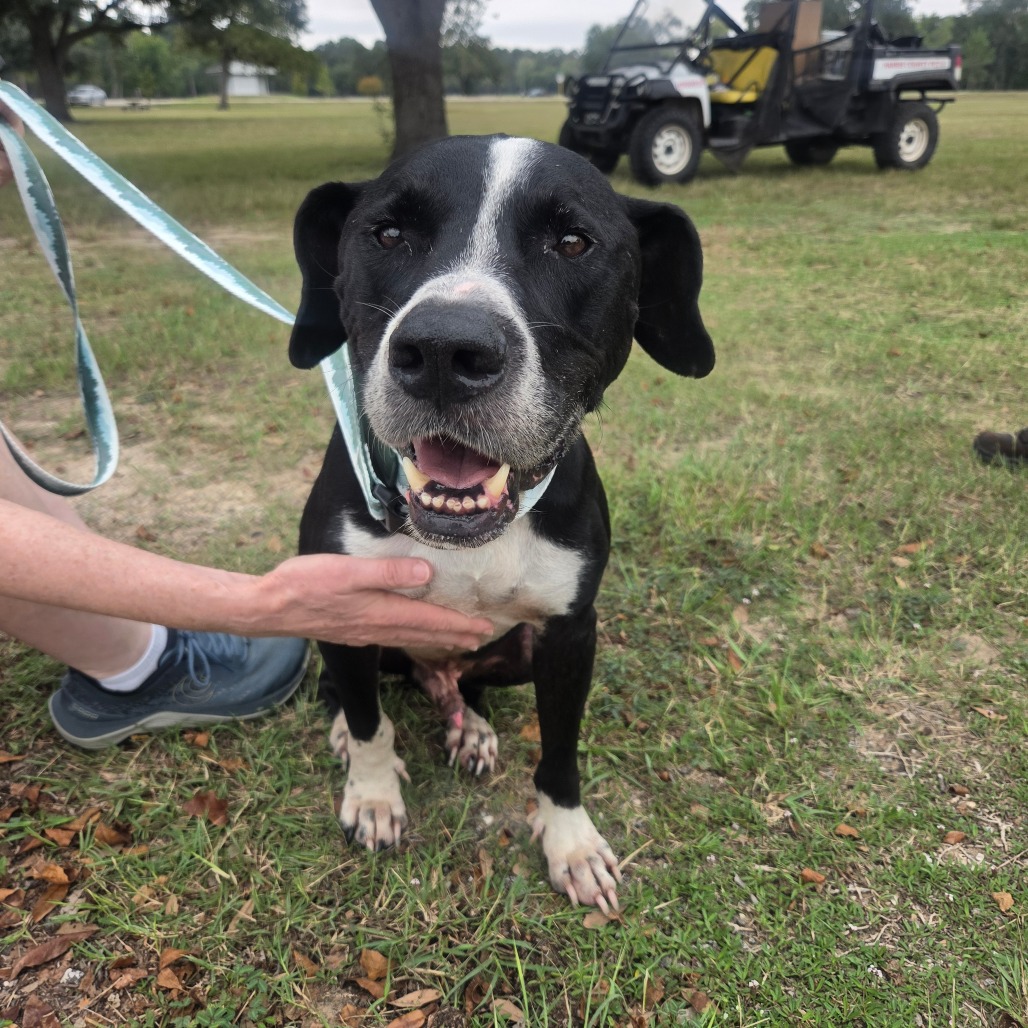 BAXTER - Mixed Breed (Medium) / Mixed Breed (Medium) available for adoption