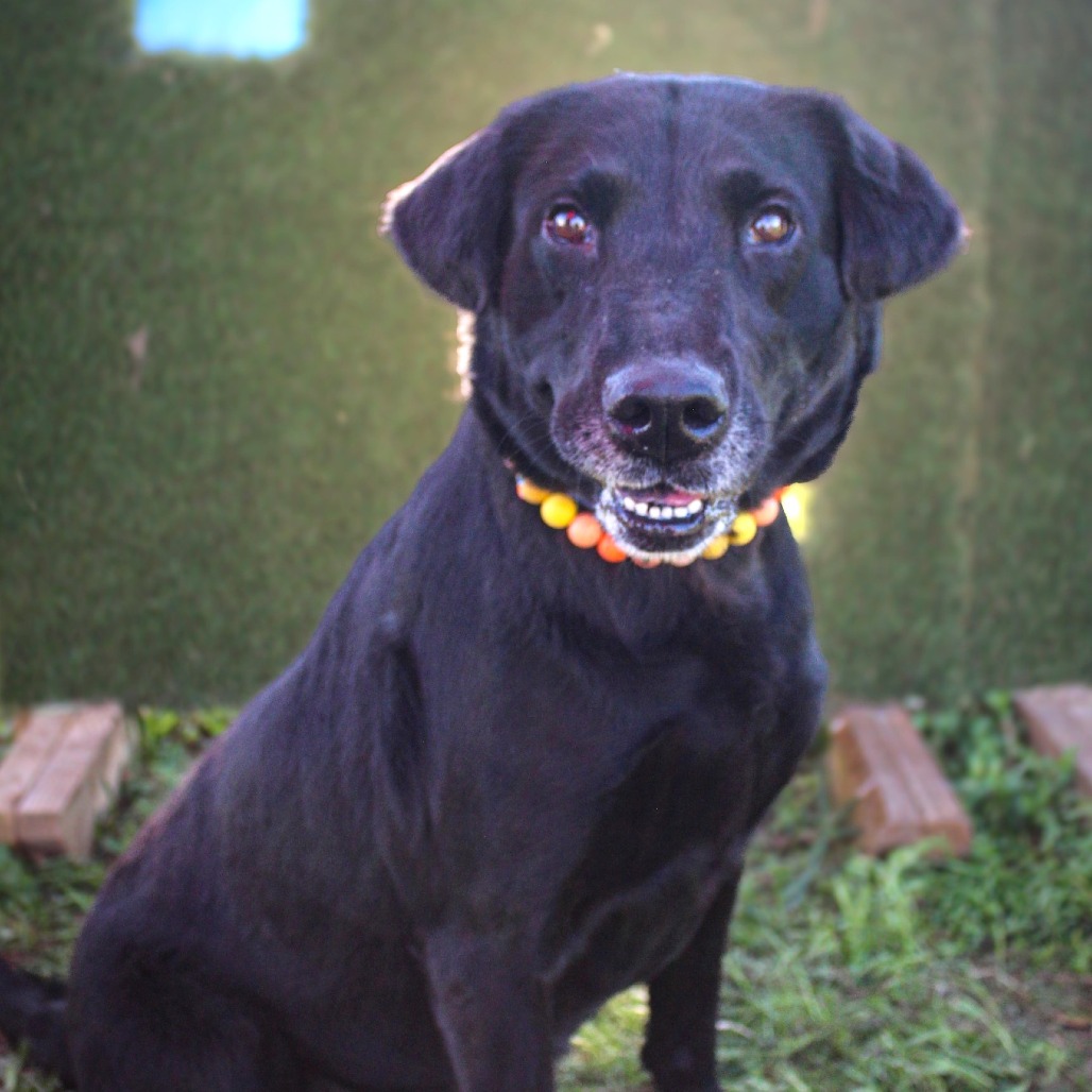 Belle , an adoptable dog at SPCA-BC