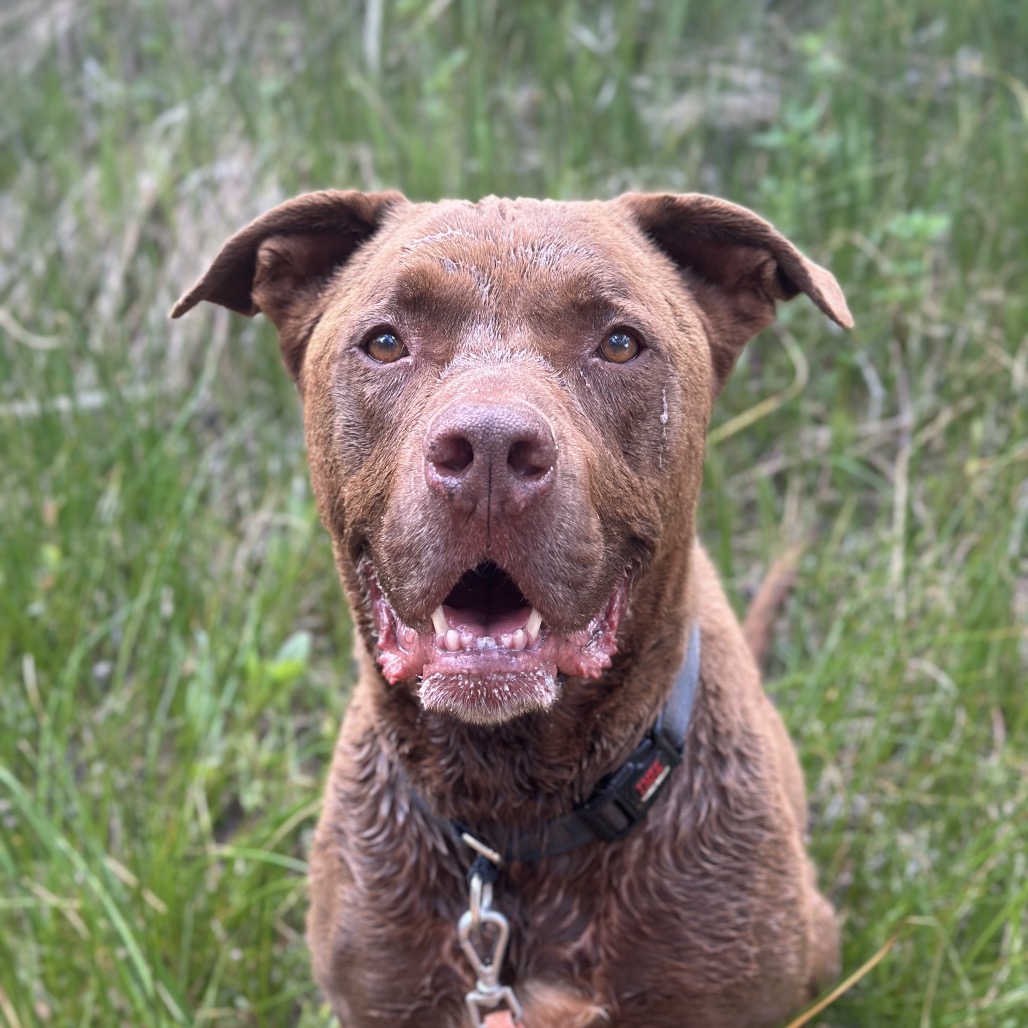 Scooby, photo 24