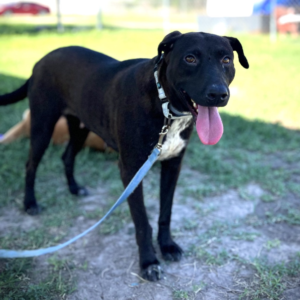 MADDEN - Shepherd available for adoption