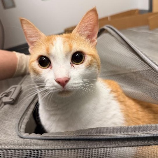 MILA - Domestic Shorthair available for adoption