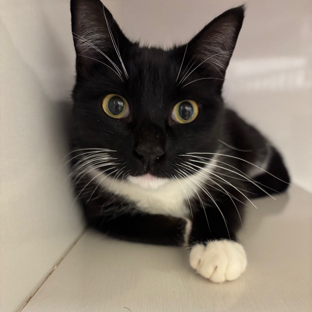 Romy - Domestic Shorthair