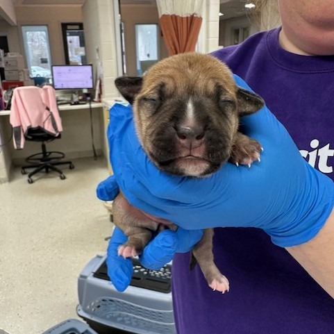 Waffle — thumbnail 6