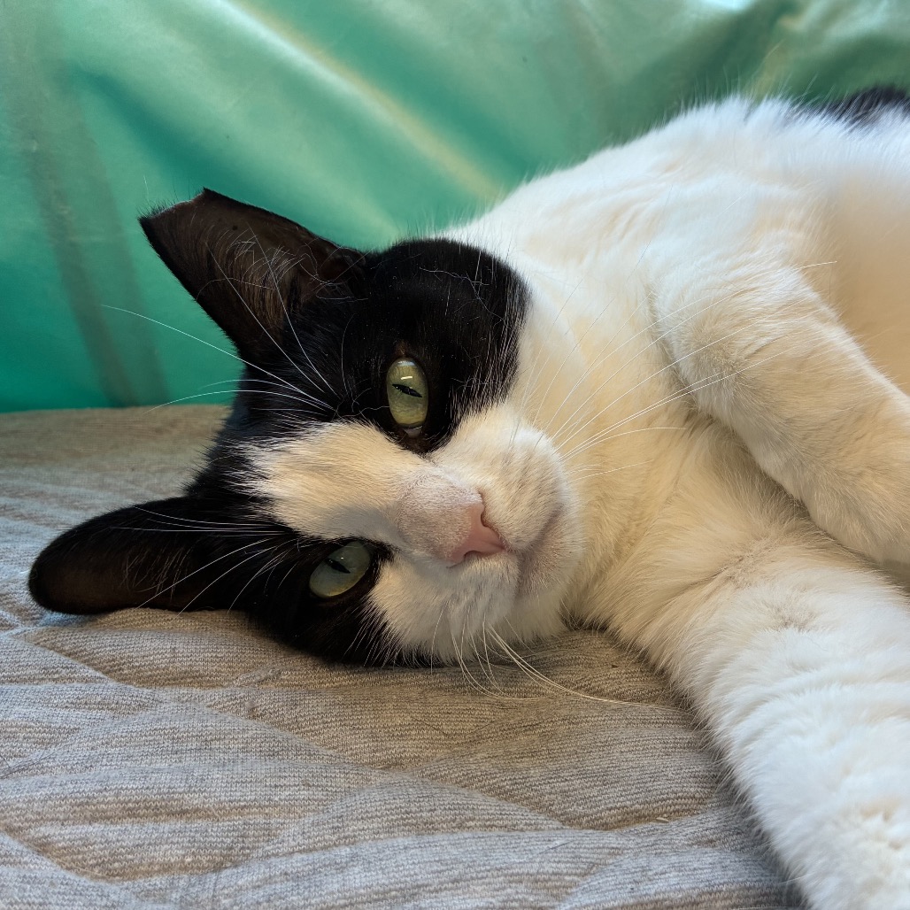 Vaquita - Domestic Shorthair