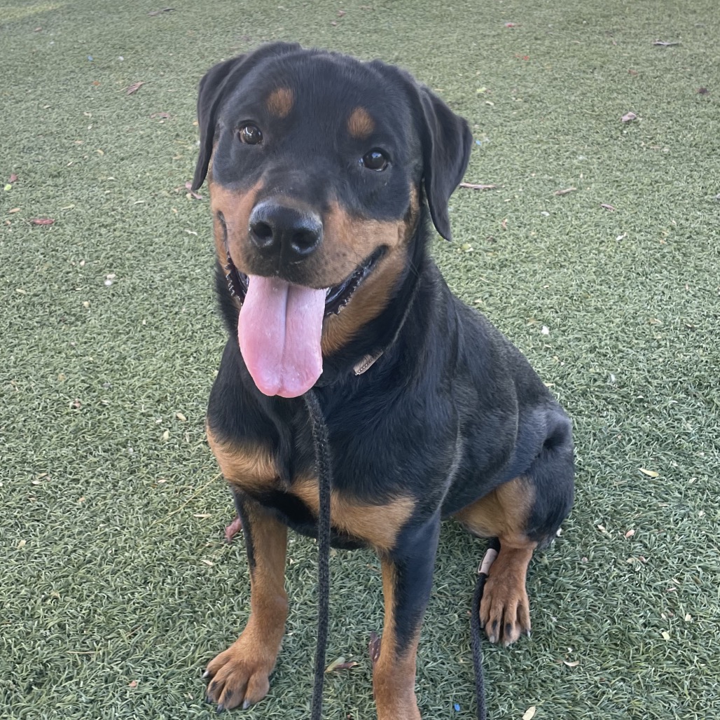 ROSIE - Rottweiler for adoption in Henderson
