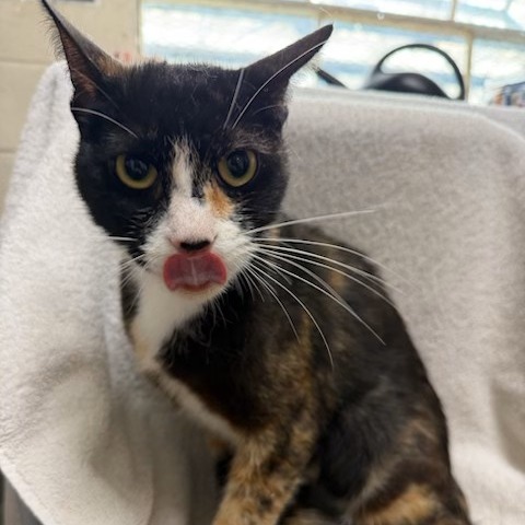 Feeney the Cat