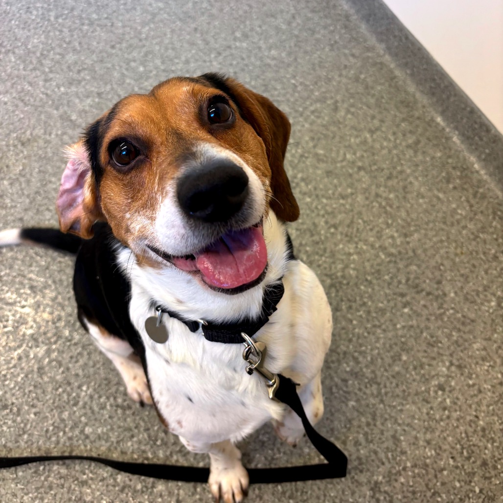 Ringo — thumbnail 5