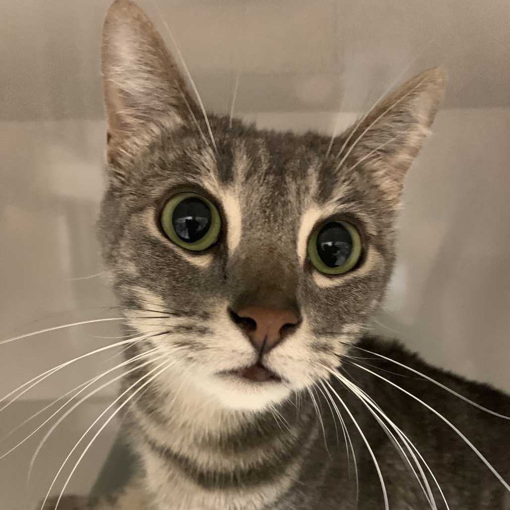 Sheldon - Domestic Shorthair