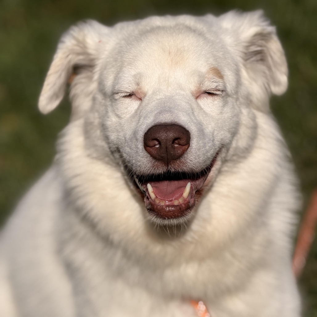 Gigi (bonded with Gable) photo 5