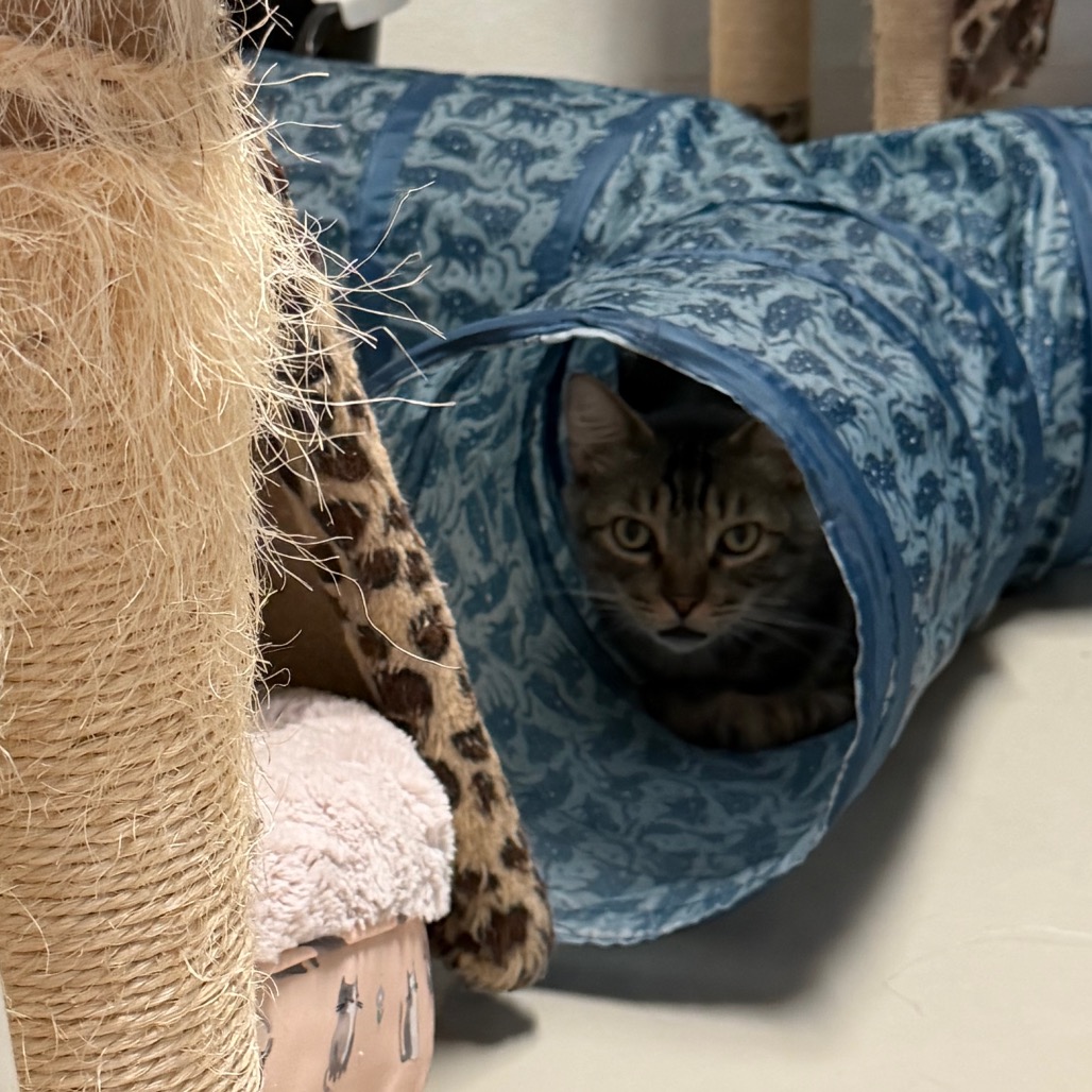 Dakota * Bonded with Atlas * Costa Mesa Location, photo 18