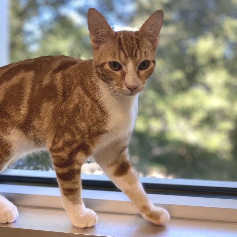 CHEDDAR - Domestic Shorthair available for adoption