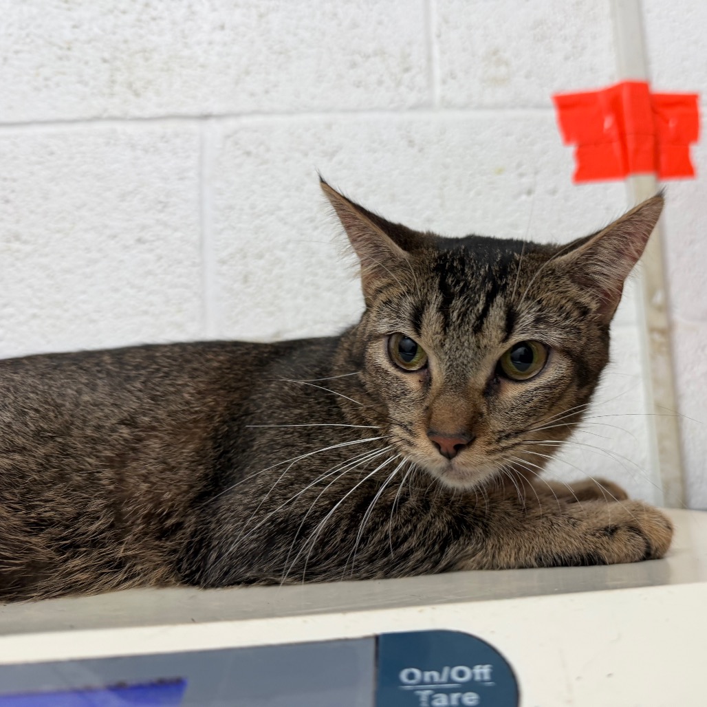 QUICHE - Domestic Shorthair available for adoption