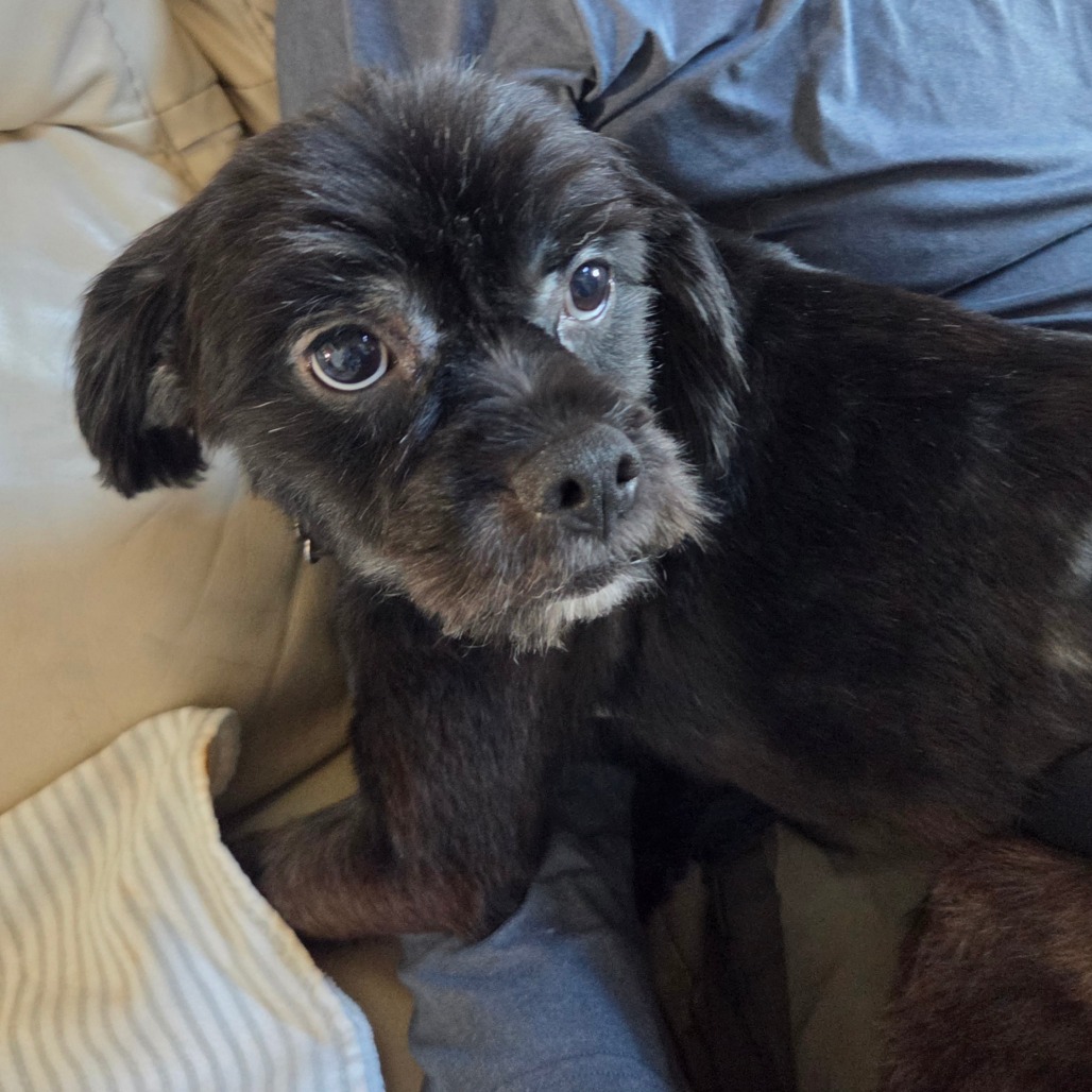 Frodo, photo 2