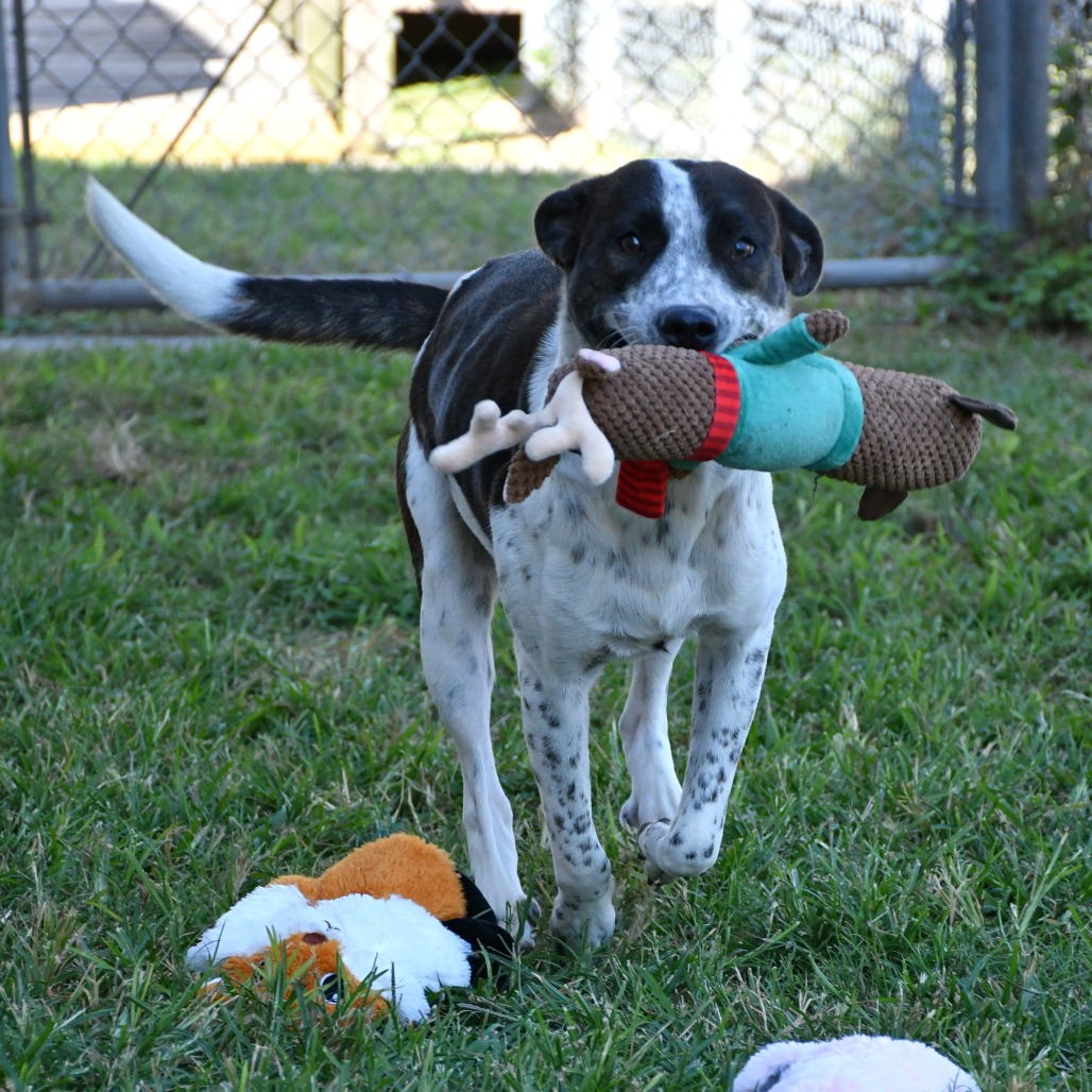 LANI - American Blue Heeler / Mix available for adoption