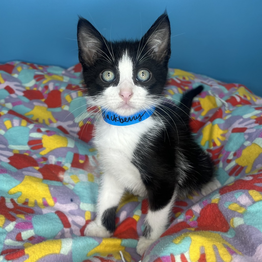 BLACKBERRY - Domestic Shorthair available for adoption