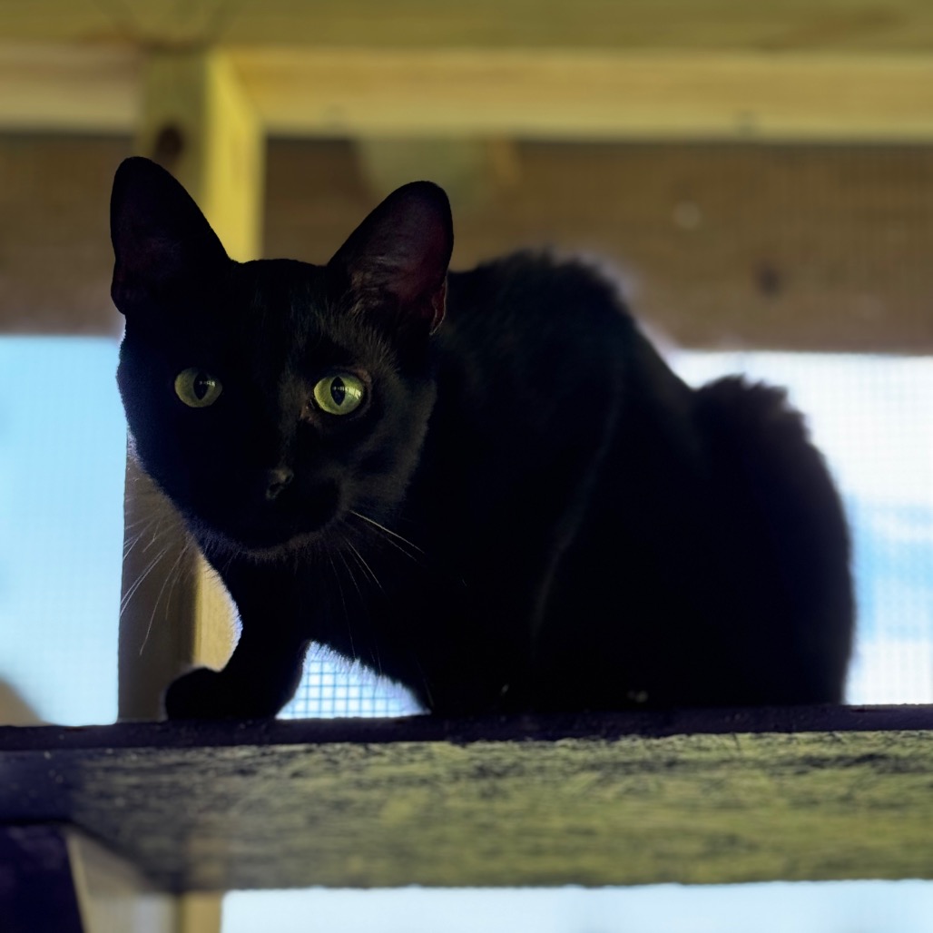 Banjo, photo 7
