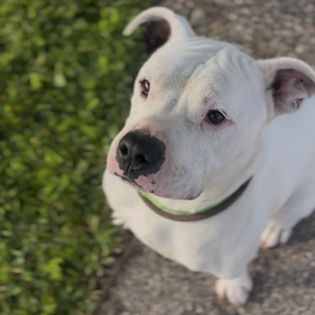 Hank