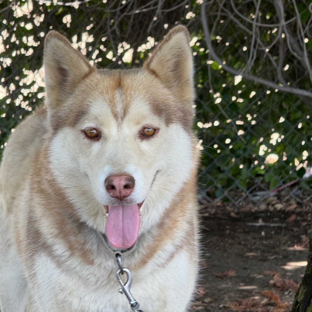 Cinnamon, photo 12